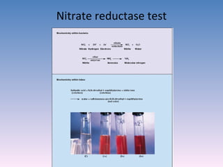 Nitrate reductase test 