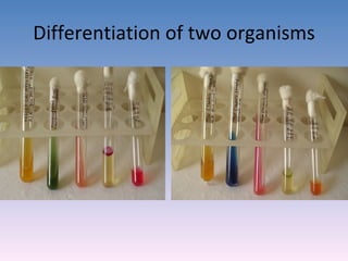 Differentiation of two organisms 