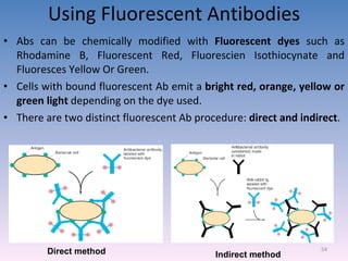 Using Fluorescent Antibodies Abs can be chemically modified with  Fluorescent dyes  such as Rhodamine B, Fluorescent Red, Fluorescien Isothiocynate and Fluoresces Yellow Or Green. Cells with bound fluorescent Ab emit a  bright red, orange, yellow or green light  depending on the dye used. There are two distinct fluorescent Ab procedure:  direct and indirect . Direct method   Indirect method   