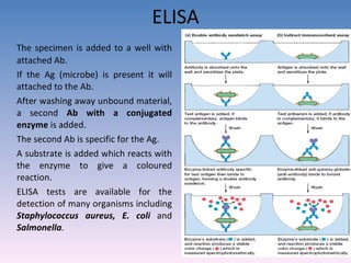 ELISA The specimen is added to a well with attached Ab. If the Ag (microbe) is present it will attached to the Ab. After washing away unbound material, a second  Ab with a conjugated enzyme  is added. The second Ab is specific for the Ag. A substrate is added which reacts with the enzyme to give a coloured reaction. ELISA tests are available for the detection of many organisms including  Staphylococcus aureus, E. coli  and  Salmonella . 