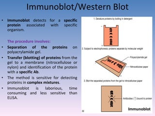 Immunoblot/Western Blot Immunoblot  detects for a  specific protein  associated with specific organism. The procedure involves: Separation   of the proteins  on polyacrylamide gel. Transfer (blotting) of proteins  from the gel to a membrane (nitrocellulose or nylon) and identification of the protein with a  specific Ab . The method is sensitive for detecting proteins in  complex mixtures . Immunoblot is laborious, time consuming and less sensitive than ELISA. Immunoblot 