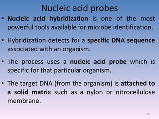Nucleic acid probes Nucleic acid hybridization  is one of the most powerful tools available for microbe identification. Hybridization detects for a  specific DNA sequence  associated with an organism. The process uses a  nucleic acid probe  which is specific for that particular organism. The target DNA (from the organism) is  attached to a solid matrix  such as a nylon or nitrocellulose membrane. 