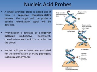 Nucleic Acid Probes A single stranded probe is added and if there is  sequence complementality  between the target and the probe a positive hybridization signal will be detected. Hybridization is detected by a  reporter molecule  (radioactive, fluorescent, chemiluminescent) which is attached to the probe. Nucleic acid probes have been marketed for the identification of many pathogens such as  N. gonorrhoeae . 