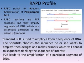 RAPD Profile RAPD stands for  R andom  A mplification of  Polymorphic D NA.  RAPD reactions are PCR reactions, but they amplify segments of DNA which are essentially unknown to the scientist (random).  Standard PCR is used to amplify a known sequence of DNA.  The scientists chooses the sequence he or she wants to amplify, then designs and makes primers which will anneal to sequences flanking the sequence of interest.  PCR leads to the amplification of a particular segment of DNA.  