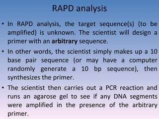 RAPD analysis In RAPD analysis, the target sequence(s) (to be amplified) is unknown. The scientist will design a primer with an  arbitrary  sequence.  In other words, the scientist simply makes up a 10 base pair sequence (or may have a computer randomly generate a 10 bp sequence), then synthesizes the primer.  The scientist then carries out a PCR reaction and runs an agarose gel to see if any DNA segments were amplified in the presence of the arbitrary primer. 