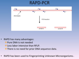 RAPD-PCR RAPD has many advantages:  Pure DNA is not needed Less labor intensive than RFLP. There is no need for prior DNA sequence data. RAPD has been used to Fingerprinting Unknown Microorganisms 