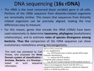 DNA sequencing ( 16s rDNA) The rRNA is the most conserved (least variable) gene in all cells. Portions of the rDNA sequence from distantly-related organisms are remarkably similiar. This means that sequences from distantly related organisms can be precisely aligned, making the true differences easy to measure.  For this reason, genes that encode the rRNA (rDNA) have been used extensively to determine  taxonomy, phylogeny  (evolutionary relationships), and to estimate  rates of species divergence among bacteria. Thus the  comparison of 16s rDNA sequence can show evolutionary relatedness among microorganisms.  This work was pioneered by Carl Woese, who proposed the  three Domain system of classification - Archaea, Bacteria,  and  Eucarya  - based on such sequence information. 