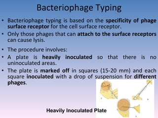 Bacteriophage Typing Bacteriophage typing is based on the  specificity of phage surface receptor  for the cell surface receptor. Only those phages that can  attach to the surface receptors  can cause lysis. The procedure involves: A plate is  heavily inoculated  so that there is no uninoculated areas. The plate is  marked off  in squares (15-20 mm) and each square  inoculated  with a drop of suspension for  different phages . Heavily Inoculated Plate 