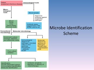 Microbe Identification Scheme 