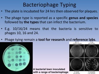 Bacteriophage Typing The plate is incubated for 24 hrs then observed for plaques. The phage type is reported as a specific  genus and species  followed by  the types  that can infect the bacterium.  E.g. 10/16/24 means that the bacteria is sensitive to phages 10, 16 and 24. Phage tying remain a  tool for research  and  reference labs . A bacterial lawn inoculated  with a range of bacteriophage  