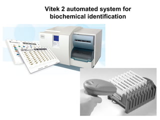 Vitek Software Diagnostic Medical Microbiology - Traditional and Modern approach | PPT