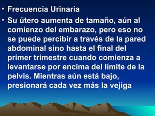 • Frecuencia Urinaria
• Su útero aumenta de tamaño, aún al
comienzo del embarazo, pero eso no
se puede percibir a través de la pared
abdominal sino hasta el final del
primer trimestre cuando comienza a
levantarse por encima del límite de la
pelvis. Mientras aún está bajo,
presionará cada vez más la vejiga
 