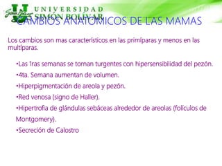 CAMBIOS ANATOMICOS DE LAS MAMAS
Los cambios son mas característicos en las primíparas y menos en las
multíparas.
•Las 1ras semanas se tornan turgentes con hipersensibilidad del pezón.
•4ta. Semana aumentan de volumen.
•Hiperpigmentación de areola y pezón.
•Red venosa (signo de Haller).
•Hipertrofia de glándulas sebáceas alrededor de areolas (folículos de
Montgomery).
•Secreción de Calostro
 