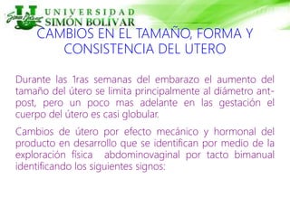 CAMBIOS EN EL TAMAÑO, FORMA Y
CONSISTENCIA DEL UTERO
Durante las 1ras semanas del embarazo el aumento del
tamaño del útero se limita principalmente al diámetro ant-
post, pero un poco mas adelante en las gestación el
cuerpo del útero es casi globular.
Cambios de útero por efecto mecánico y hormonal del
producto en desarrollo que se identifican por medio de la
exploración física abdominovaginal por tacto bimanual
identificando los siguientes signos:
 