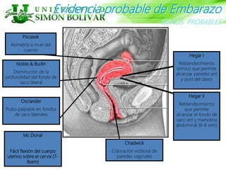 Hegar I
Reblandecimiento
istmico que permite
alcanzar paredes ant
y post del útero
Hegar II
Reblandecimiento
que permite
alcanzar el fondo de
saco ant y maniobra
abdominal (6-8 sem)
Chadwick
Coloración violácea de
paredes vaginales
Piscasek
Asimetría a nivel del
cuerno
Osciander
Pulso palpable en fondos
de saco laterales
Noble & Budin
Disminución de la
profundidad del fondo de
saco lateral
SIGNOS PROBABLES
Evidencia probable de Embarazo
Mc Donal
Fácil flexión del cuerpo
uterino sobre el cervix (7-
8sem)
 