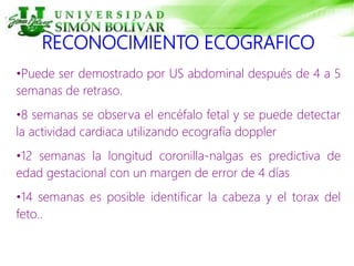 RECONOCIMIENTO ECOGRAFICO
•Puede ser demostrado por US abdominal después de 4 a 5
semanas de retraso.
•8 semanas se observa el encéfalo fetal y se puede detectar
la actividad cardiaca utilizando ecografía doppler
•12 semanas la longitud coronilla-nalgas es predictiva de
edad gestacional con un margen de error de 4 días
•14 semanas es posible identificar la cabeza y el torax del
feto..
 