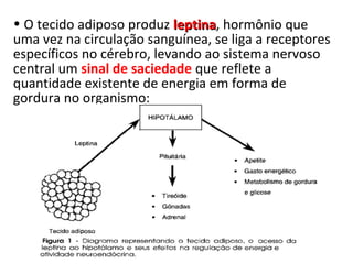 • O tecido adiposo produz leptinaleptina, hormônio que
uma vez na circulação sanguínea, se liga a receptores
específicos no cérebro, levando ao sistema nervoso
central um sinal de saciedade que reflete a
quantidade existente de energia em forma de
gordura no organismo:
 