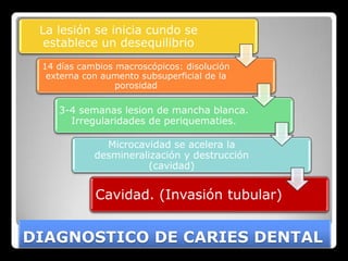 La lesión se inicia cundo se
  establece un desequilibrio
 14 días cambios macroscópicos: disolución
  externa con aumento subsuperficial de la
                 porosidad

    3-4 semanas lesion de mancha blanca.
      Irregularidades de periquematies.

              Microcavidad se acelera la
            desmineralización y destrucción
                      (cavidad)


            Cavidad. (Invasión tubular)


DIAGNOSTICO DE CARIES DENTAL
 