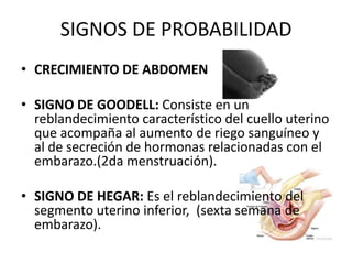 SIGNOS DE PROBABILIDADCRECIMIENTO DE ABDOMEN SIGNO DE GOODELL: Consiste en un reblandecimiento característico del cuello uterino que acompaña al aumento de riego sanguíneo y al de secreción de hormonas relacionadas con el embarazo.(2da menstruación).SIGNO DE HEGAR: Es el reblandecimiento del segmento uterino inferior,  (sexta semana de embarazo). 