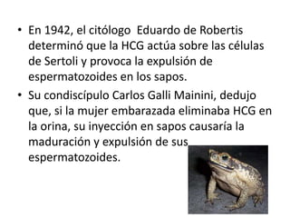 En 1942, el citólogo  Eduardo de Robertis determinó que la HCG actúa sobre las células de Sertoli y provoca la expulsión de espermatozoides en los sapos. Su condiscípulo Carlos GalliMainini, dedujo que, si la mujer embarazada eliminaba HCG en la orina, su inyección en sapos causaría la maduración y expulsión de sus espermatozoides. 