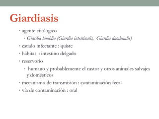 Giardiasis
• agente etiológico
• Giardia lamblia (Giardia intestinalis, Giardia duodenalis)
• estado infectante : quiste
• hábitat : intestino delgado
• reservorio
• humano y probablemente el castor y otros animales salvajes
y domésticos
• mecanismo de transmisión : contaminación fecal
• vía de contaminación : oral
 
