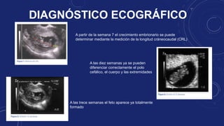 DIAGNÓSTICO ECOGRÁFICO
A partir de la semana 7 el crecimiento embrionario se puede
determinar mediante la medición de la longitud cráneocaudal (CRL)
A las diez semanas ya se pueden
diferenciar correctamente el polo
cefálico, el cuerpo y las extremidades
A las trece semanas el feto aparece ya totalmente
formado
 