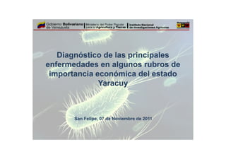 Diagnóstico de las principales
enfermedades en algunos rubros de
 importancia económica del estado
              Yaracuy



       San Felipe, 07 de Noviembre de 2011
 