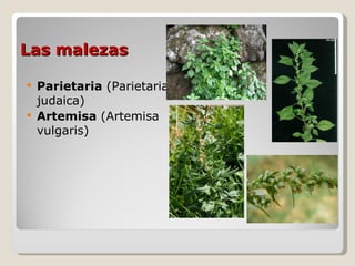 Las malezas

   Parietaria (Parietaria
    judaica)
   Artemisa (Artemisa
    vulgaris)
 