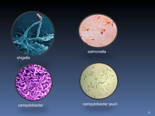 shigella  salmonella campylobacter   campylobacter jeuni 