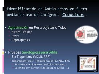 Identificación de Anticuerpos en Suero mediante uso de Antígenos   Conocidos   Aglutinación  en Portaobjetos o Tubo Fiebre Tifoidea Peste Leptospirosis Pruebas  Serológicas para Sífilis Sin Treponema (VDLR, RPR) Treponémicas (Usan T. Pallidum) prueba FTA-ABS , TPI. Se cultiva el antígeno en testículos de conejo Se inhibe el movimiento de las espiroquetas  