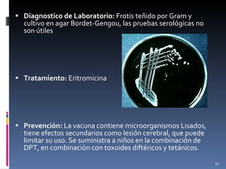 Diagnostico de Laboratorio:  Frotis teñido por Gram y cultivo en agar Bordet-Gengou, las pruebas serológicas no son útiles Tratamiento:  Eritromicina Prevención:  La vacuna contiene microorganismos Lisados, tiene efectos secundarios como lesión cerebral, que puede limitar su uso. Se suministra a niños en la combinación de DPT, en combinación con toxoides diftéricos y tetánicos.  