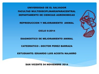 UNIVERSIDAD DE EL SALVADOR 
FACULTAD MULTIDISCIPLINARIAPARACENTRAL 
DEPARTAMENTO DE CIENCIAS AGRONOMICAS 
REPRODUCCION Y MEJORAMIENTO ANIMAL 
CICLO II-2014 
DIAGNOSTICO DE MEJORAMIENTO ANIMAL 
CATEDRATICO : DOCTOR PEREZ BARRAZA 
ESTUDIANTE: EDUARDO LUIS ACOSTA NAJARRO 
SAN VICENTE 04 NOVIEMBRE 2014 
 