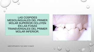LAS CÚSPIDES
MESIOLINGUALES DEL PRIMER
MOLAR SUPERIOR OCLUYEN
EN LAS FOSAS
TRANSVERSALES DEL PRIMER
MOLAR INFERIOR.
capitulo 6 proffit,capitulo 6 y 7 canut, capitulo 1,2,3 gregroret
 