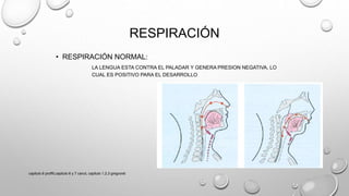 RESPIRACIÓN
• RESPIRACIÓN NORMAL:
LA LENGUA ESTA CONTRA EL PALADAR Y GENERA PRESION NEGATIVA, LO
CUAL ES POSITIVO PARA EL DESARROLLO
capitulo 6 proffit,capitulo 6 y 7 canut, capitulo 1,2,3 gregroret
 