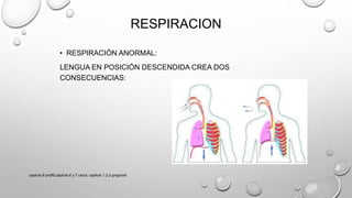 RESPIRACION
• RESPIRACIÓN ANORMAL:
LENGUA EN POSICIÓN DESCENDIDA CREA DOS
CONSECUENCIAS:
capitulo 6 proffit,capitulo 6 y 7 canut, capitulo 1,2,3 gregroret
 