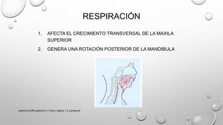 RESPIRACIÓN
1. AFECTA EL CRECIMIENTO TRANSVERSAL DE LA MAXILA
SUPERIOR
2. GENERA UNA ROTACIÓN POSTERIOR DE LA MANDIBULA
capitulo 6 proffit,capitulo 6 y 7 canut, capitulo 1,2,3 gregroret
 