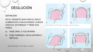 DEGLUCIÓN
DEFINICIÓN:
ES EL TRANSITO QUE HACE EL BOLO
ALIMENTICIO O SALIVA DESDE LA BOCA
HASTA EL ESTOMAGO Y TIENE DOS
FASES:
a) FASE ORAL O VOLUNTARIA
b) FASE FARÍNGEA, INVOLUNTARIA O
REFLEJA
capitulo 6 proffit,capitulo 6 y 7 canut, capitulo 1,2,3 gregroret
 