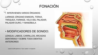 FONACIÓN
• INTERVIENEN VARIOS ÓRGANOS:
LARINGE (ÓRGANO EMISOR), TÓRAX,
TRÁQUEA, FARINGE, VELO DEL PALADAR,
PALADAR DURO, Y MANDÍBULA
• MODIFICADORES DE SONIDO:
LENGUA, LABIOS, CARRILLOS, ARCADAS
DENTARIAS Y SOBRE TODO DIENTES
ANTERIORES
capitulo 6 proffit,capitulo 6 y 7 canut, capitulo 1,2,3 gregroret
 