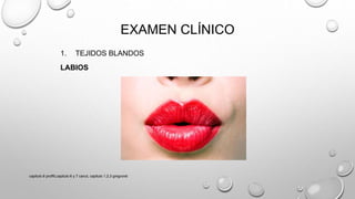 EXAMEN CLÍNICO
1. TEJIDOS BLANDOS
LABIOS
capitulo 6 proffit,capitulo 6 y 7 canut, capitulo 1,2,3 gregroret
 
