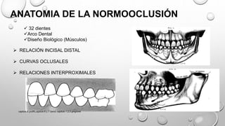 ANATOMIA DE LA NORMOOCLUSIÓN
 32 dientes
Arco Dental
Diseño Biológico (Músculos)
 RELACIÓN INCISAL DISTAL
 CURVAS OCLUSALES
 RELACIONES INTERPROXIMALES
capitulo 6 proffit,capitulo 6 y 7 canut, capitulo 1,2,3 gregroret
 