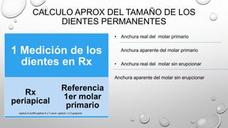 CALCULO APROX DEL TAMAÑO DE LOS
DIENTES PERMANENTES
1 Medición de los
dientes en Rx
Rx
periapical
Referencia
1er molar
primario
• Anchura real del molar primario
Anchura aparente del molar primario
• Anchura real del molar sin erupcionar
Anchura aparente del molar sin erupcionar
capitulo 6 proffit,capitulo 6 y 7 canut, capitulo 1,2,3 gregroret
 