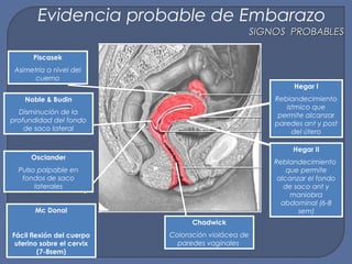 Hegar I
Reblandecimiento
istmico que
permite alcanzar
paredes ant y post
del útero
Hegar II
Reblandecimiento
que permite
alcanzar el fondo
de saco ant y
maniobra
abdominal (6-8
sem)
Chadwick
Coloración violácea de
paredes vaginales
Piscasek
Asimetría a nivel del
cuerno
Osciander
Pulso palpable en
fondos de saco
laterales
Noble & Budin
Disminución de la
profundidad del fondo
de saco lateral
SIGNOS PROBABLESSIGNOS PROBABLES
Evidencia probable de Embarazo
Mc Donal
Fácil flexión del cuerpo
uterino sobre el cervix
(7-8sem)
 