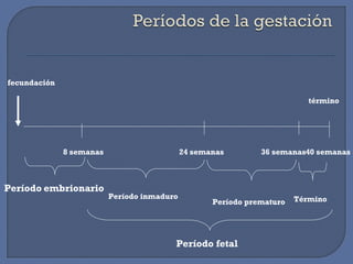 fecundación
término
8 semanas 24 semanas 36 semanas40 semanas
Período embrionario
Período inmaduro
Período prematuro Término
Período fetal
 