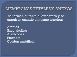 se forman durante el embarazo y se
expulsan cuando el mismo termina:
 Amnios
 Saco vitelino
 Alantoides
 Placenta
 Cordón umbilical
 