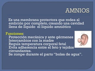 Es una membrana protectora que rodea al
embrión por completo, creando una cavidad
llena de líquido el líquido amniótico
Funciones:
 Protección mecánica y ante gérmenes
 Intercambios con la madre
 Regula temperatura corporal fetal
 Evita adherencia entre el feto y tejidos
circundantes.
 Se rompe durante el parto “bolsa de agua”.
 