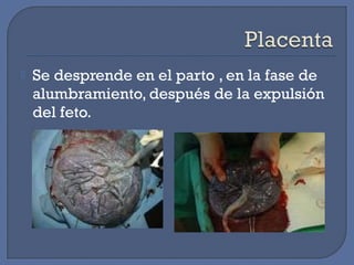  Se desprende en el parto , en la fase de
alumbramiento, después de la expulsión
del feto.
 