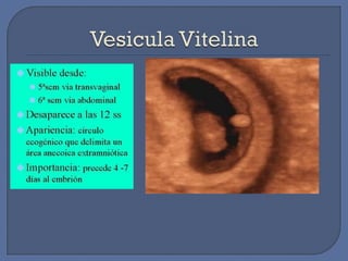 Diagnostico embarazo