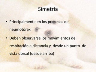 Simetría
• Principalmente en los procesos de
neumotórax
• Deben observarse los movimientos de
respiración a distancia y desde un punto de
vista dorsal (desde arriba)
 