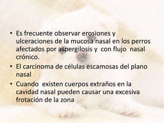 • Es frecuente observar erosiones y
ulceraciones de la mucosa nasal en los perros
afectados por aspergilosis y con flujo nasal
crónico.
• El carcinoma de células escamosas del plano
nasal
• Cuando existen cuerpos extraños en la
cavidad nasal pueden causar una excesiva
frotación de la zona
 