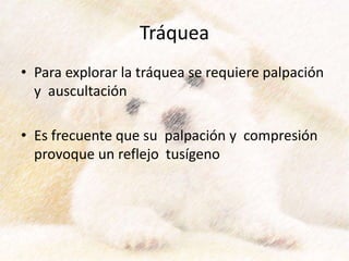 Tráquea
• Para explorar la tráquea se requiere palpación
y auscultación
• Es frecuente que su palpación y compresión
provoque un reflejo tusígeno
 